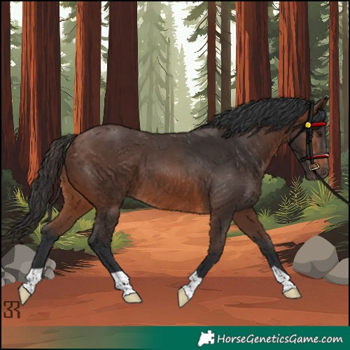 Horse Color:Brown 