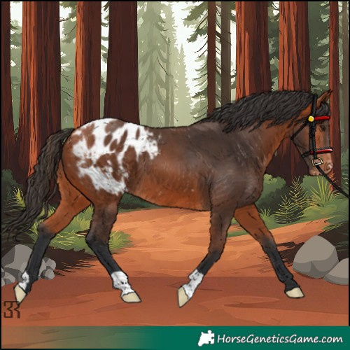 Horse Color:Bay Appaloosa 
