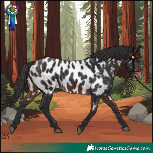 Horse Color:Brown Appaloosa