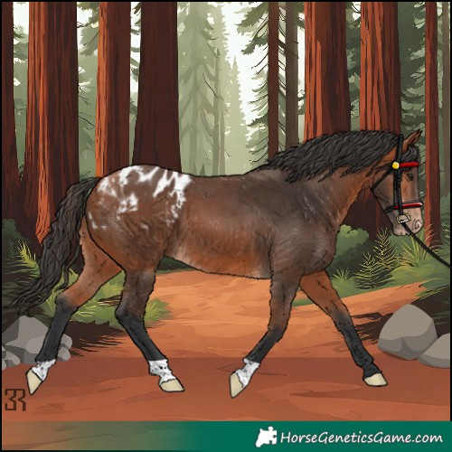 Horse Color:Bay Appaloosa