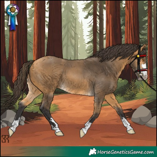 Horse Color:Buckskin