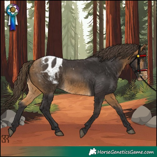 Horse Color:Buckskin Appaloosa