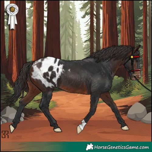 Horse Color:Brown Appaloosa