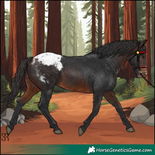 Horse Color:Brown Appaloosa