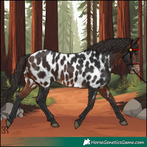 Horse Color:Bay Appaloosa