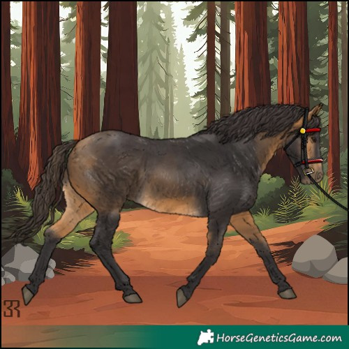Horse Color:Buckskin 