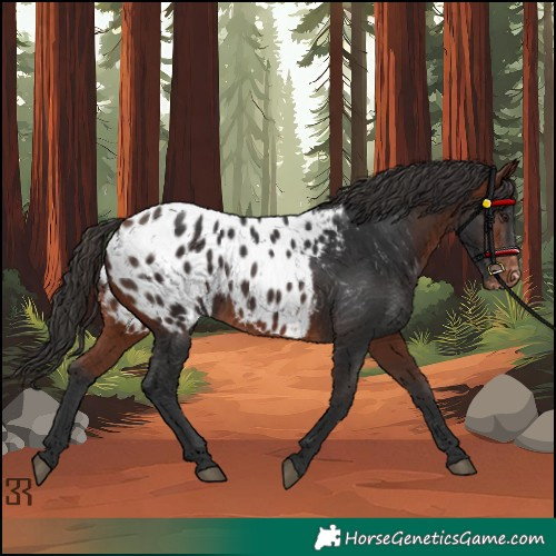 Horse Color:Bay Appaloosa 