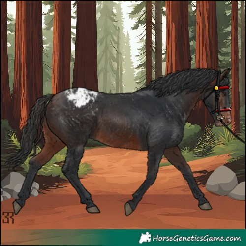 Horse Color:Brown Appaloosa