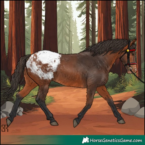 Horse Color:Bay Appaloosa 