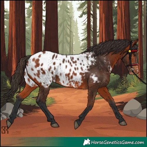 Horse Color:Bay Appaloosa