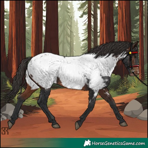 Horse Color:Brown Appaloosa 