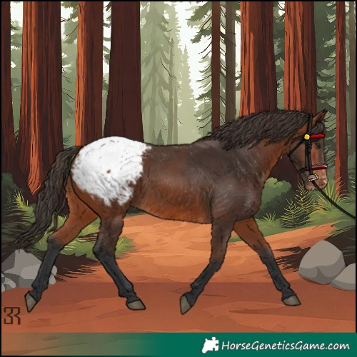 Horse Color:Bay Appaloosa