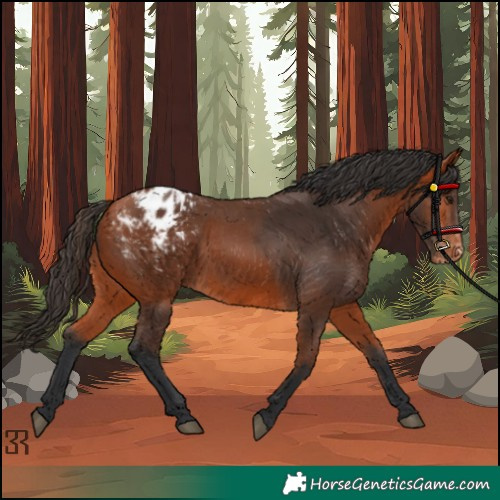 Horse Color:Bay Appaloosa 