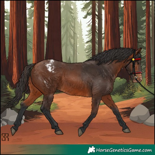 Horse Color:Bay Appaloosa