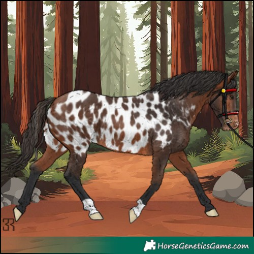 Horse Color:Bay Appaloosa