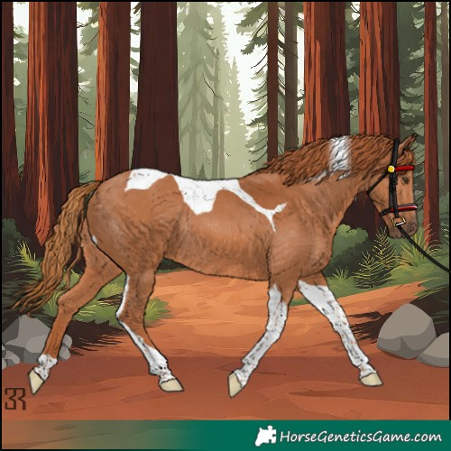 Horse Color:Chestnut Tobiano Rabicano 