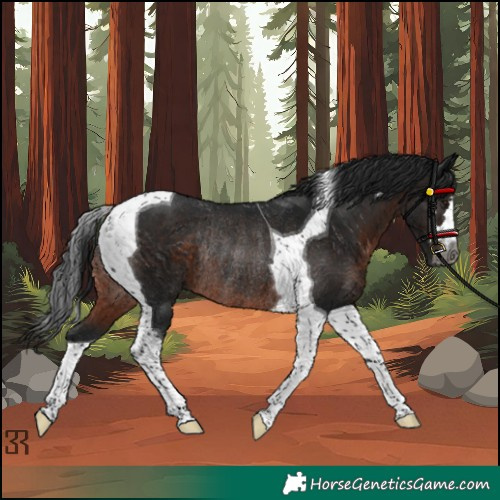 Horse Color:Gray Brown Tobiano Rabicano