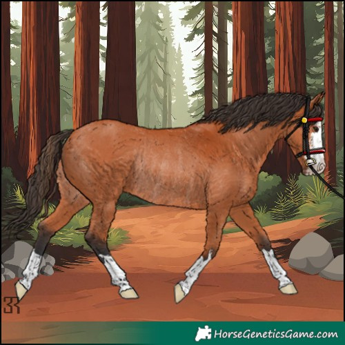 Horse Color:Bay Rabicano