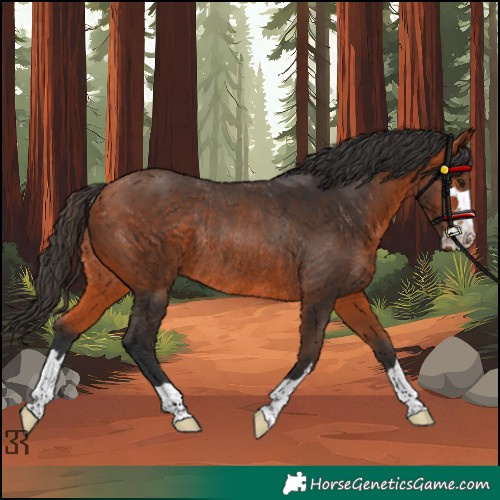 Horse Color:Bay Rabicano
