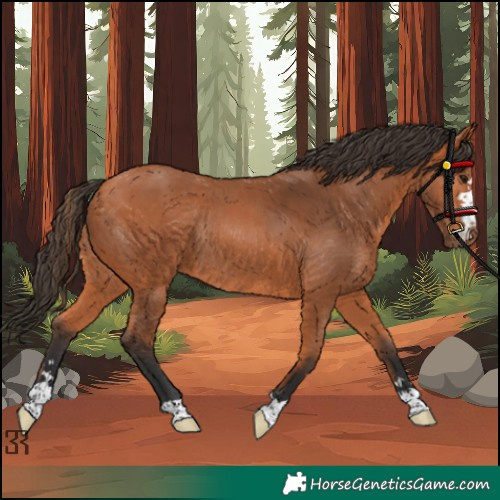 Horse Color:Bay Rabicano