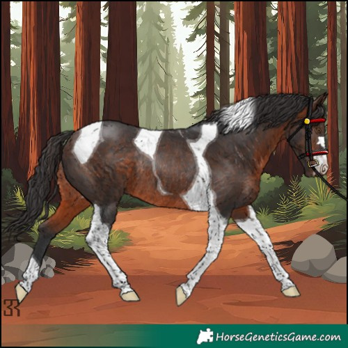 Horse Color:Brown Tobiano Rabicano