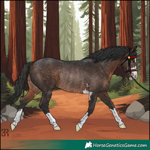 Horse Color:Brown Rabicano 
