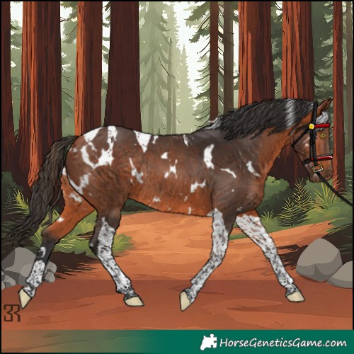 Horse Color:White Spotted Bay Tobiano Rabicano 