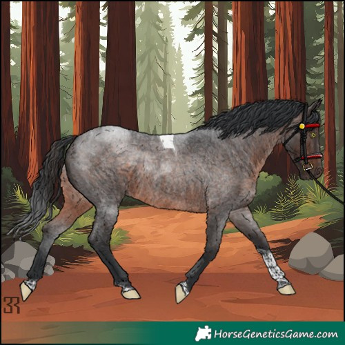 Horse Color:Brown Roan Tobiano