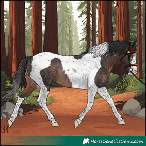 Horse Color:Brown Tobiano Rabicano