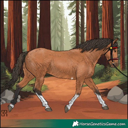 Horse Color:Bay Tobiano Rabicano 