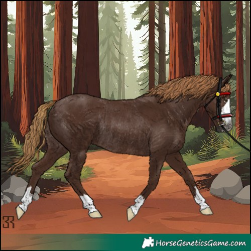 Horse Color:Gray Chestnut Rabicano