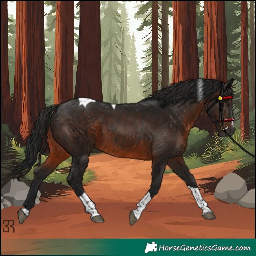 Horse Color:Gray Brown Tobiano 