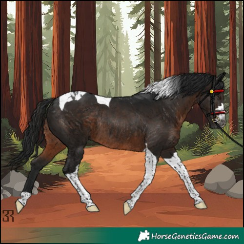 Horse Color:Gray Brown Tobiano Rabicano 