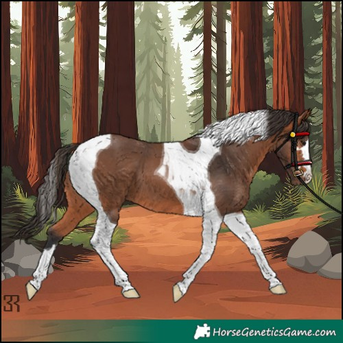 Horse Color:Bay Tobiano