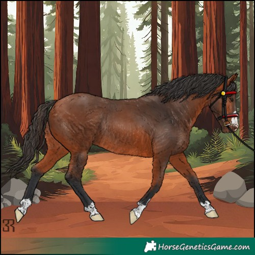 Horse Color:Bay Rabicano