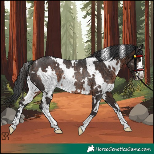 Horse Color:White Spotted Brown Rabicano 