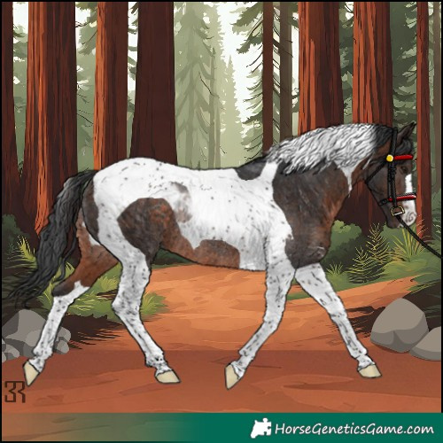 Horse Color:Brown Tobiano Rabicano