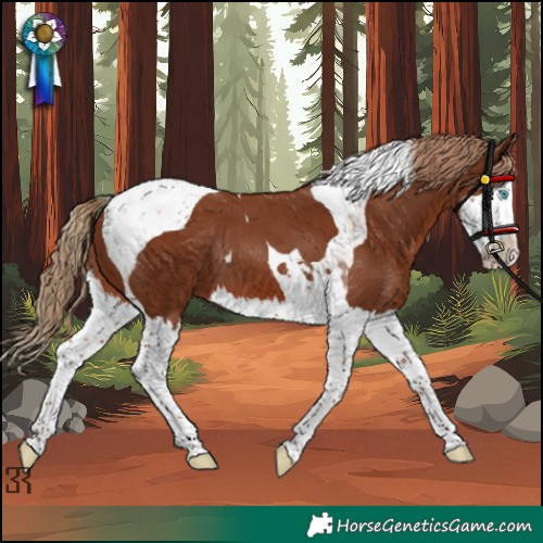 Horse Color:Chestnut Splash Tobiano Rabicano 