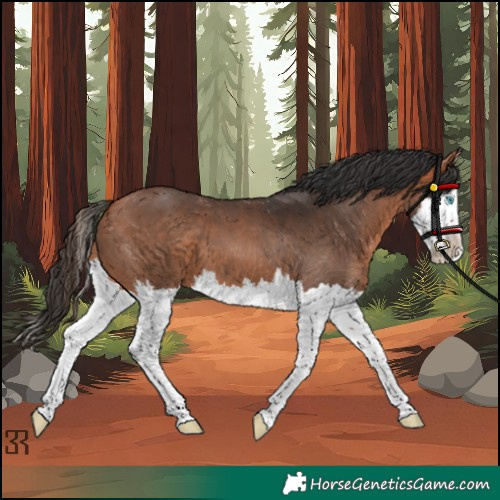 Horse Color:Bay Splash