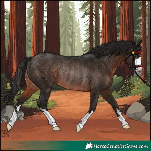 Horse Color:Gray Bay Rabicano 