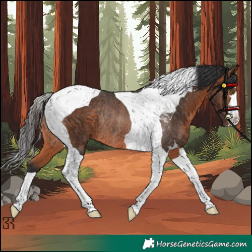 Horse Color:Bay Tobiano Rabicano