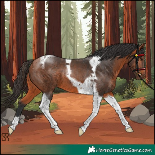 Horse Color:Bay Tobiano