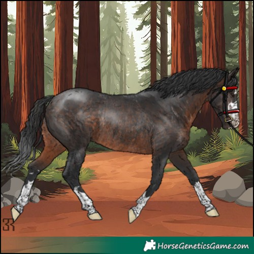 Horse Color:Brown Rabicano