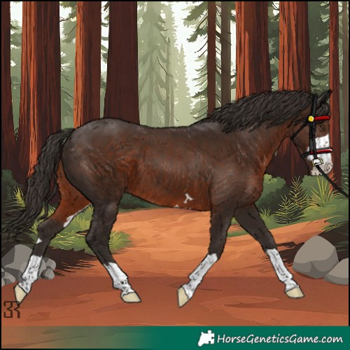 Horse Color:Liver Chestnut
