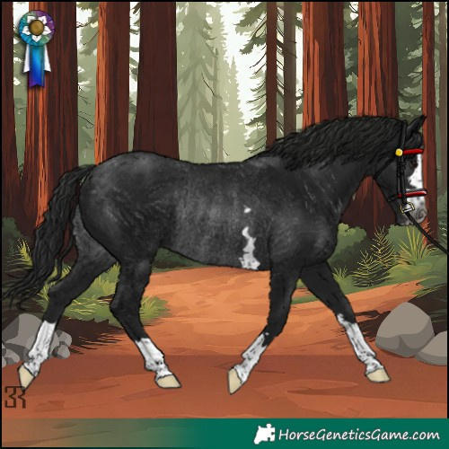 Horse Color:Gray Brown Rabicano