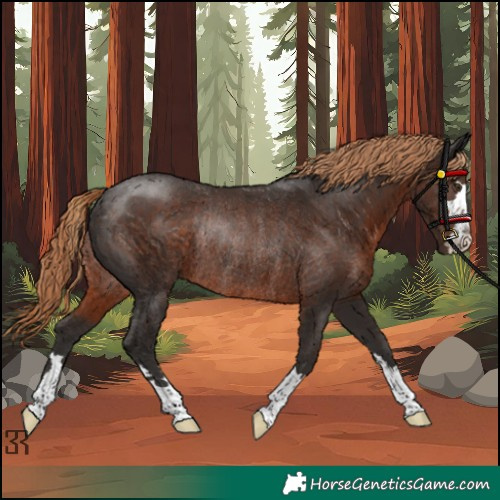 Horse Color:Liver Chestnut Rabicano 