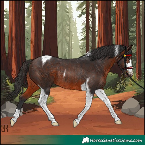 Horse Color:Brown Tobiano Rabicano