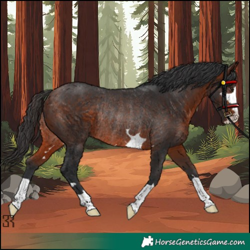 Horse Color:Bay Rabicano 