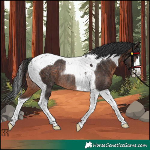 Horse Color:Brown Tobiano Rabicano