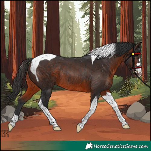 Horse Color:Brown Tobiano Rabicano